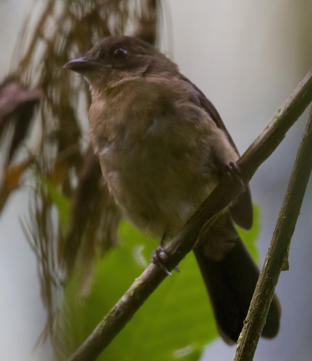 Brown-winged Schiffornis - ML612702452