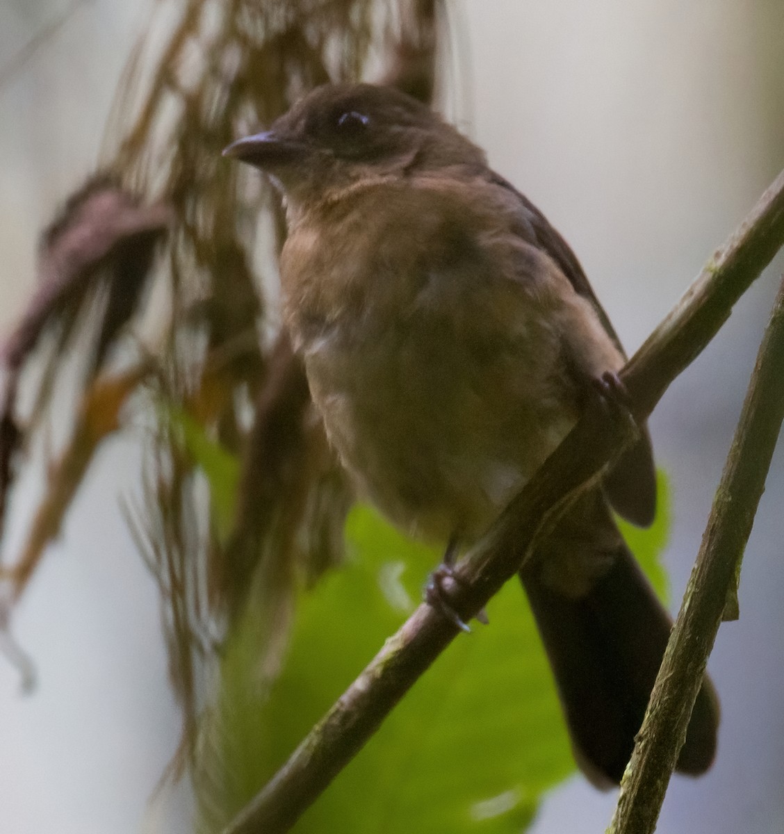 Brown-winged Schiffornis - ML612702512