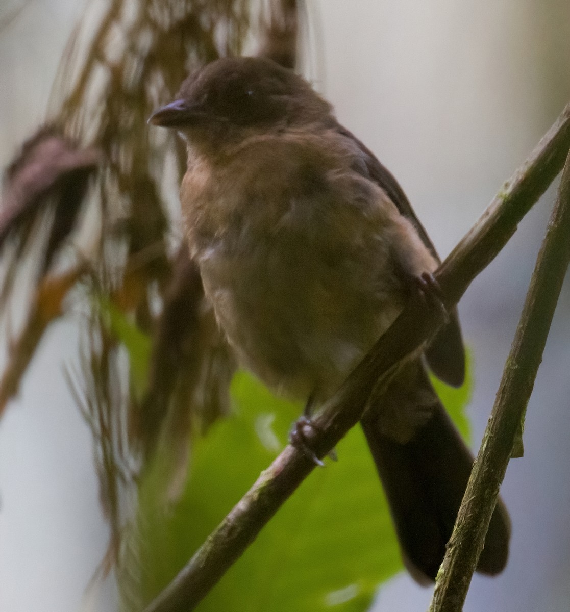 Brown-winged Schiffornis - ML612702586