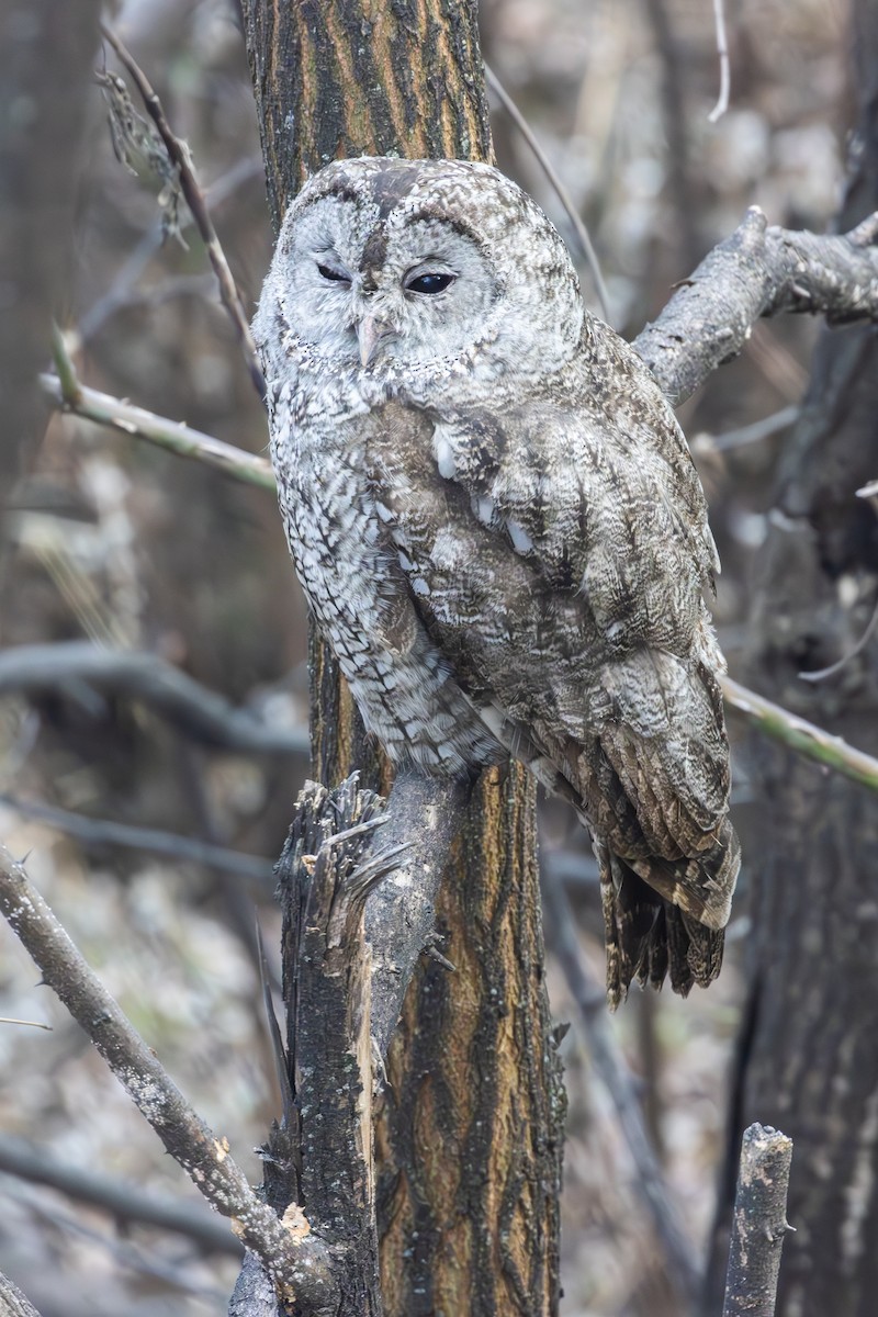 Tawny Owl - ML612702603