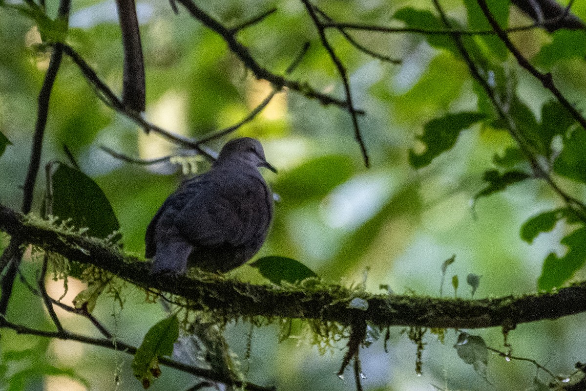 Gray-chested Dove (rufinucha) - ML612702732