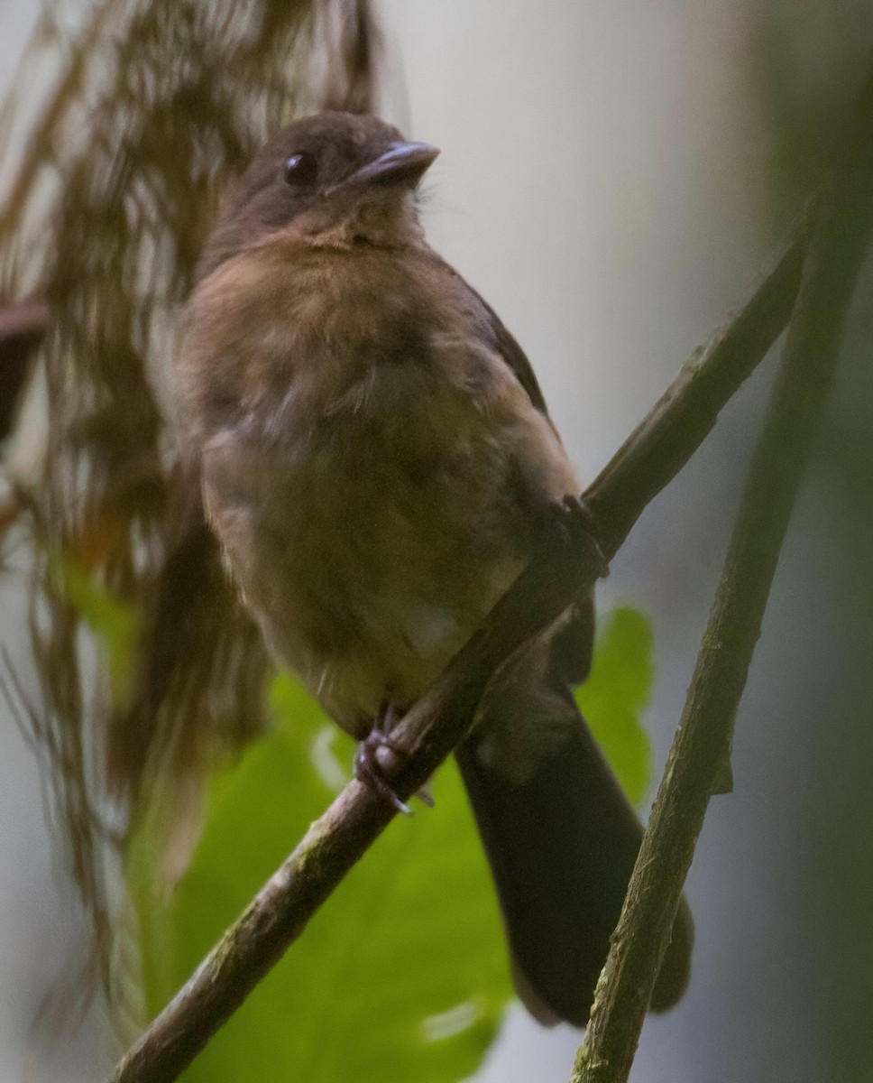 Brown-winged Schiffornis - ML612702740