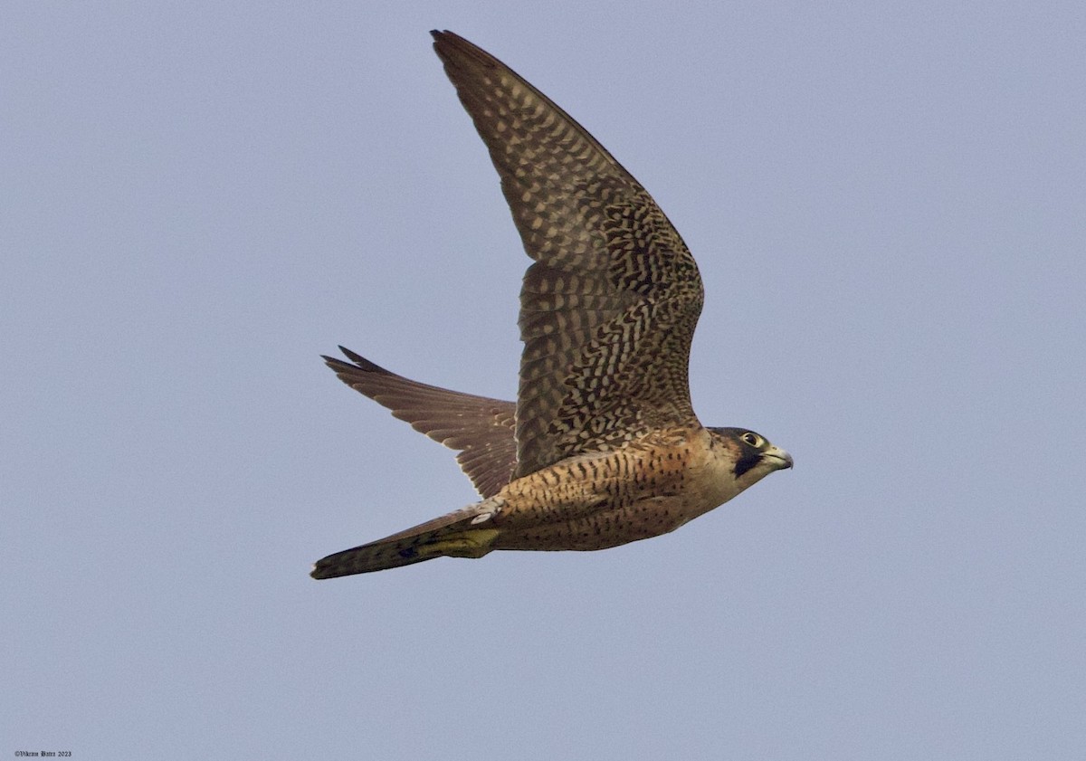 Peregrine Falcon (Red-capped) - ML612703130