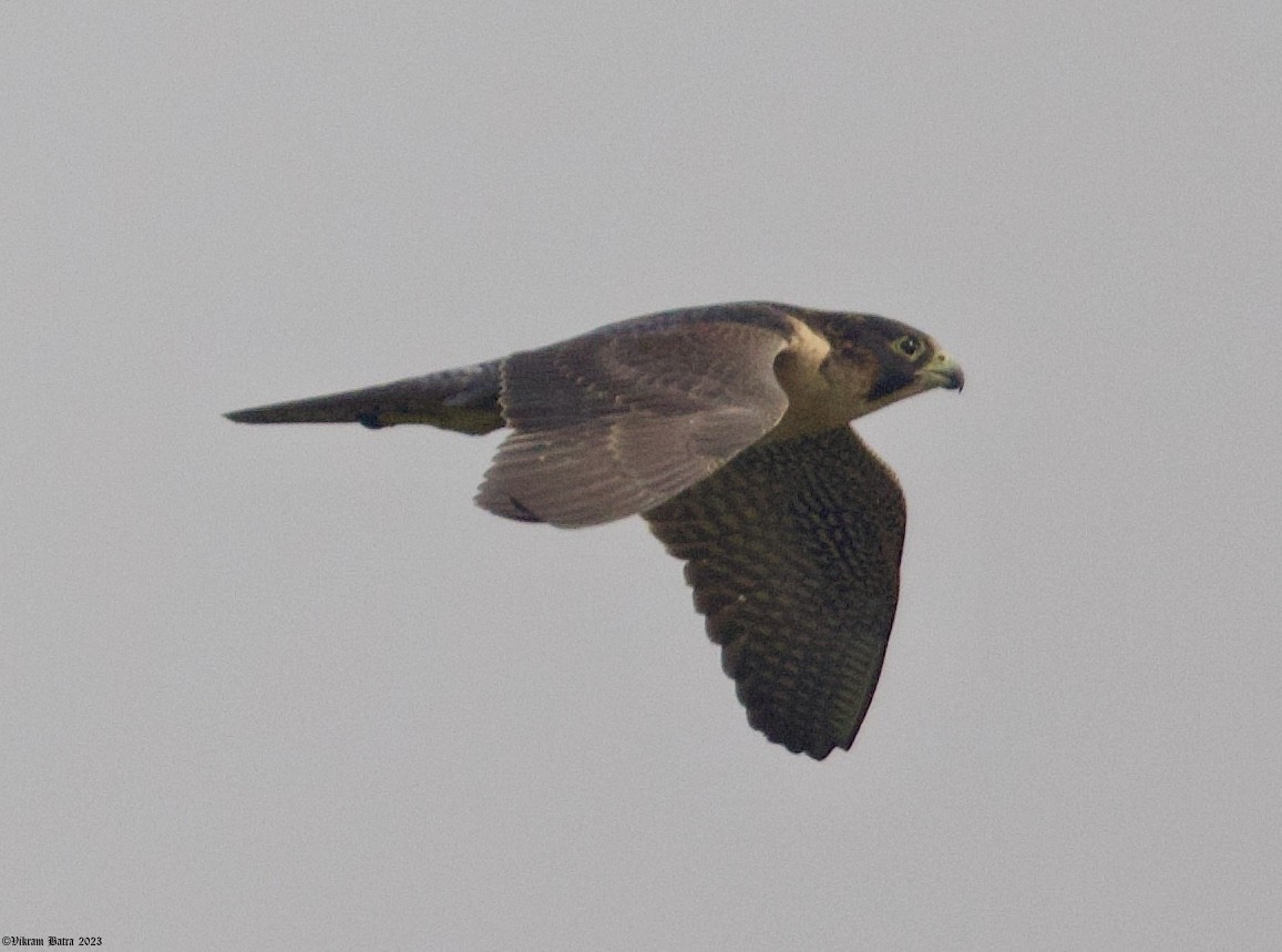 Peregrine Falcon (Red-capped) - Vikram Batra