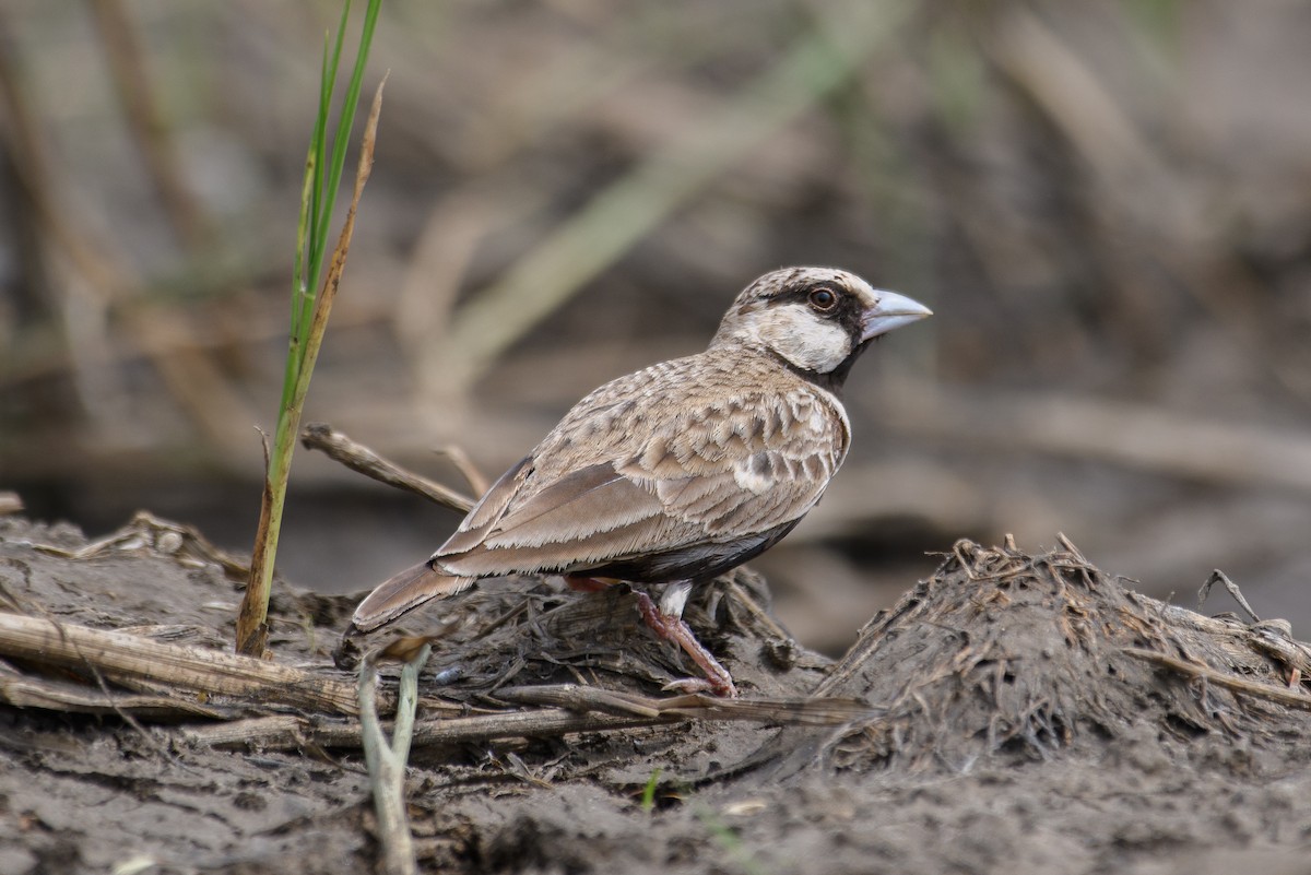 Ashy-crowned Sparrow-Lark - ML612703161
