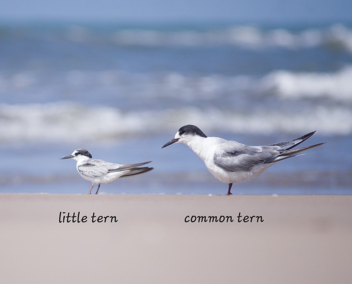 Common Tern - ML612703165