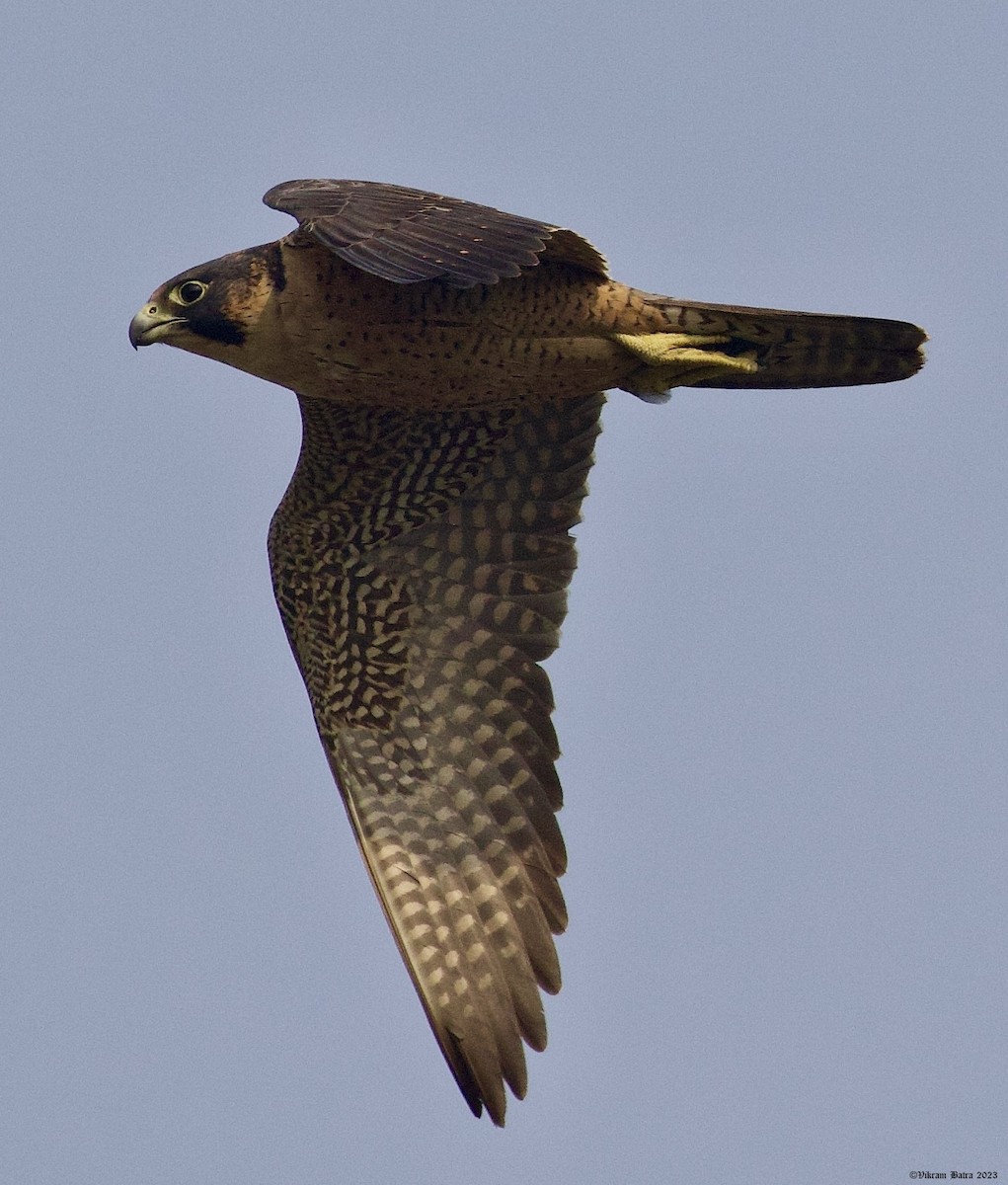 Peregrine Falcon (Red-capped) - ML612703170