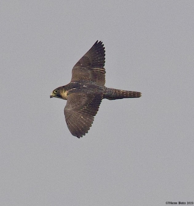 Peregrine Falcon (Red-capped) - ML612703182