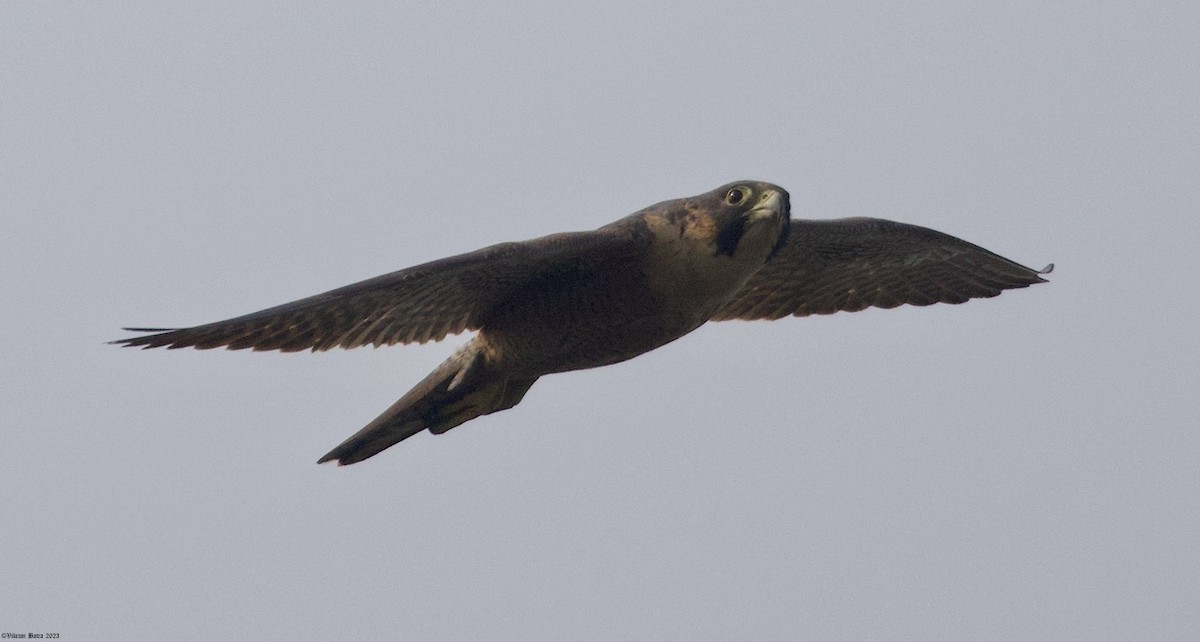 Peregrine Falcon (Red-capped) - ML612703188
