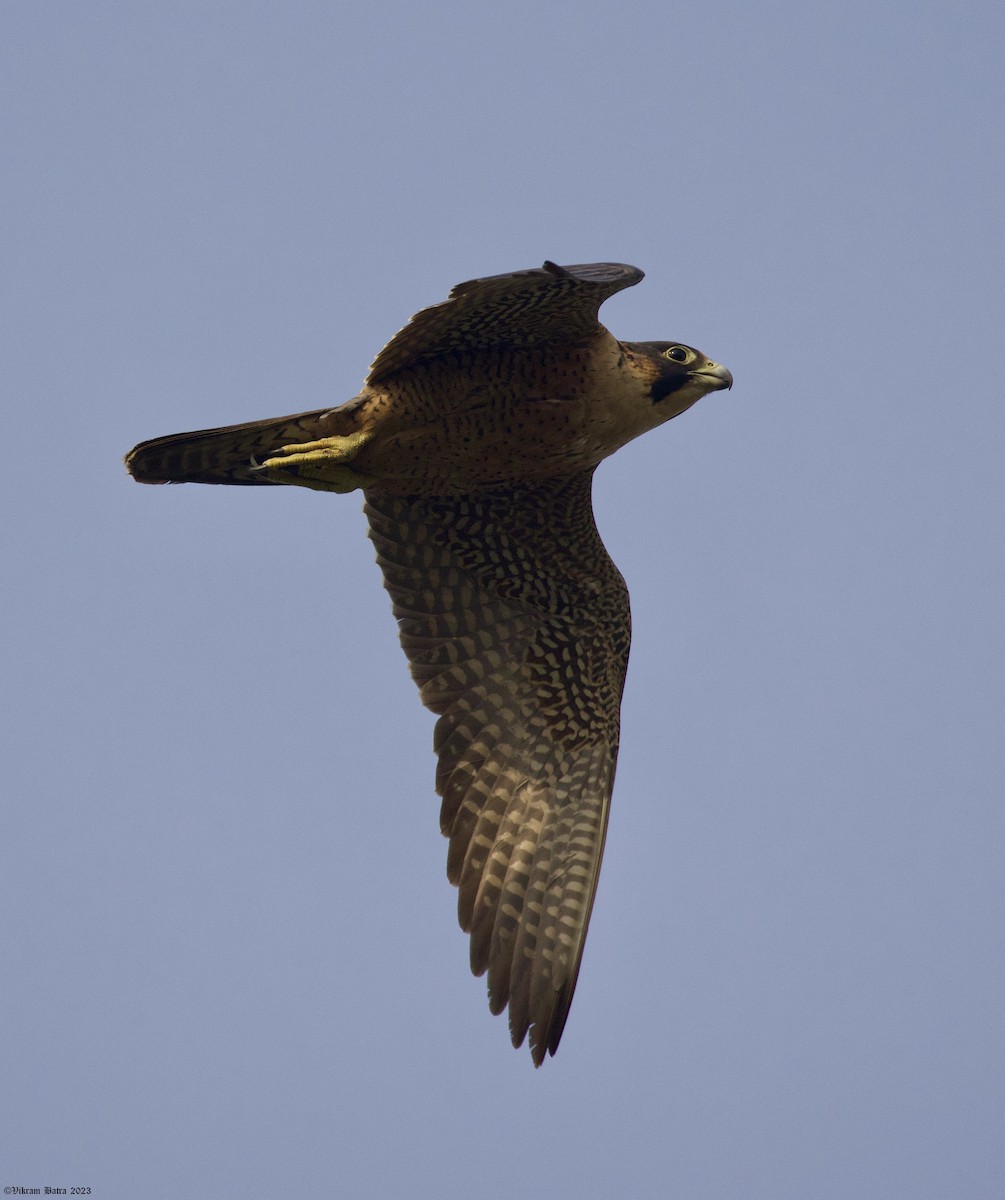 Peregrine Falcon (Red-capped) - ML612703214