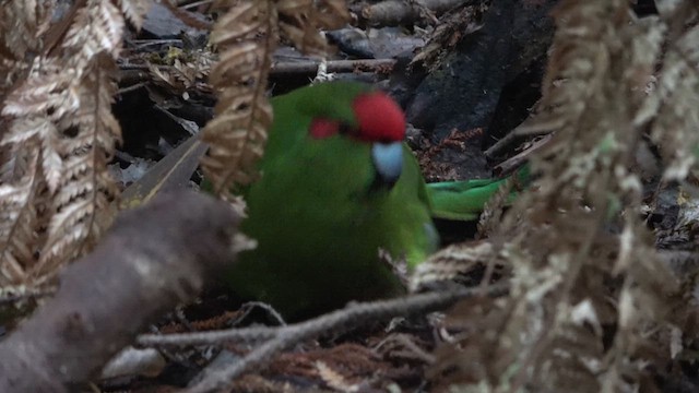 Red-crowned Parakeet - ML612703311