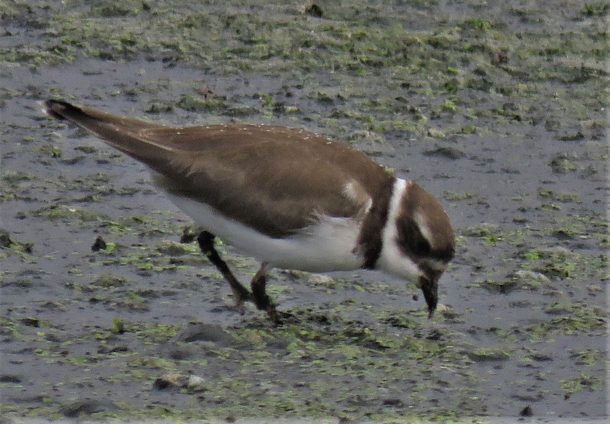 Semipalmated Plover - ML612703412