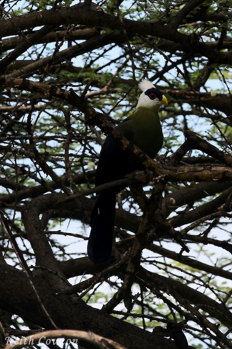 White-crested Turaco - ML612703499