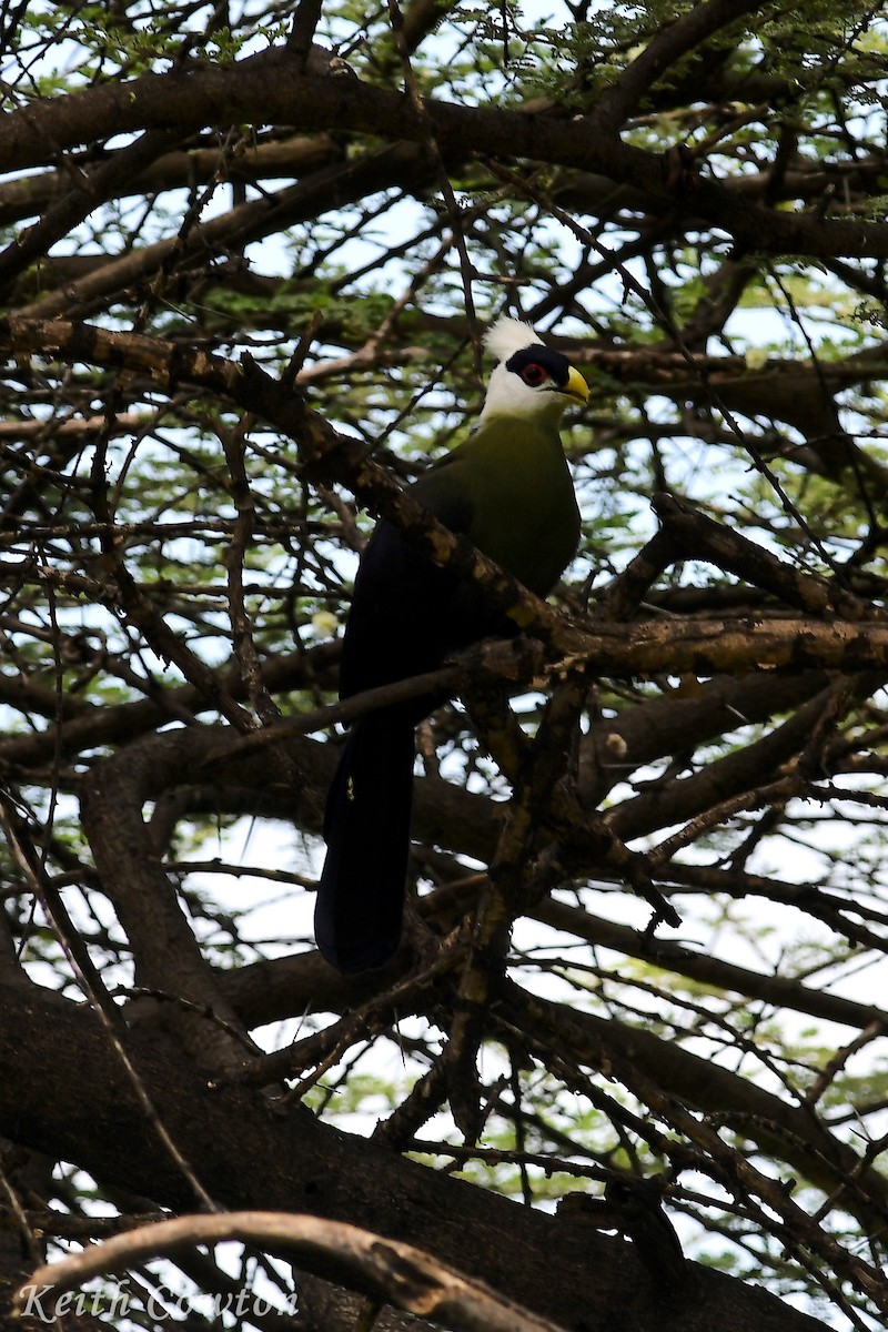 White-crested Turaco - ML612703500
