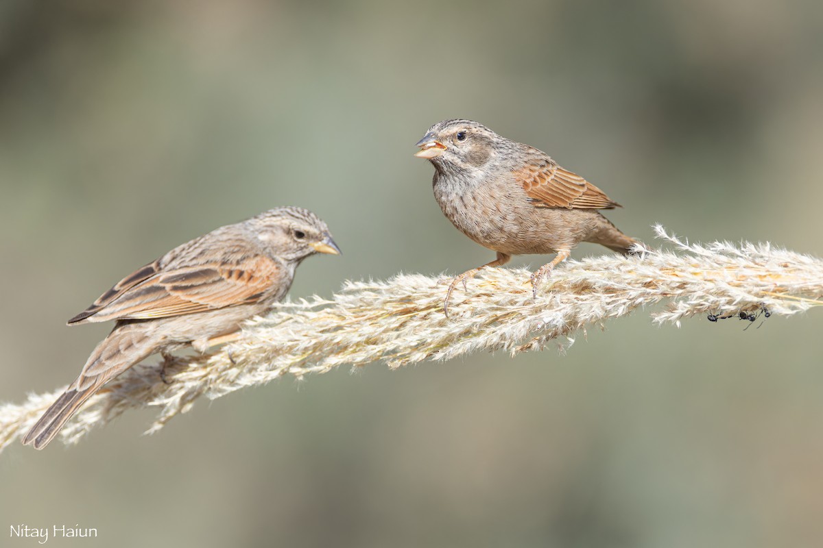 Striolated Bunting - ML612703661