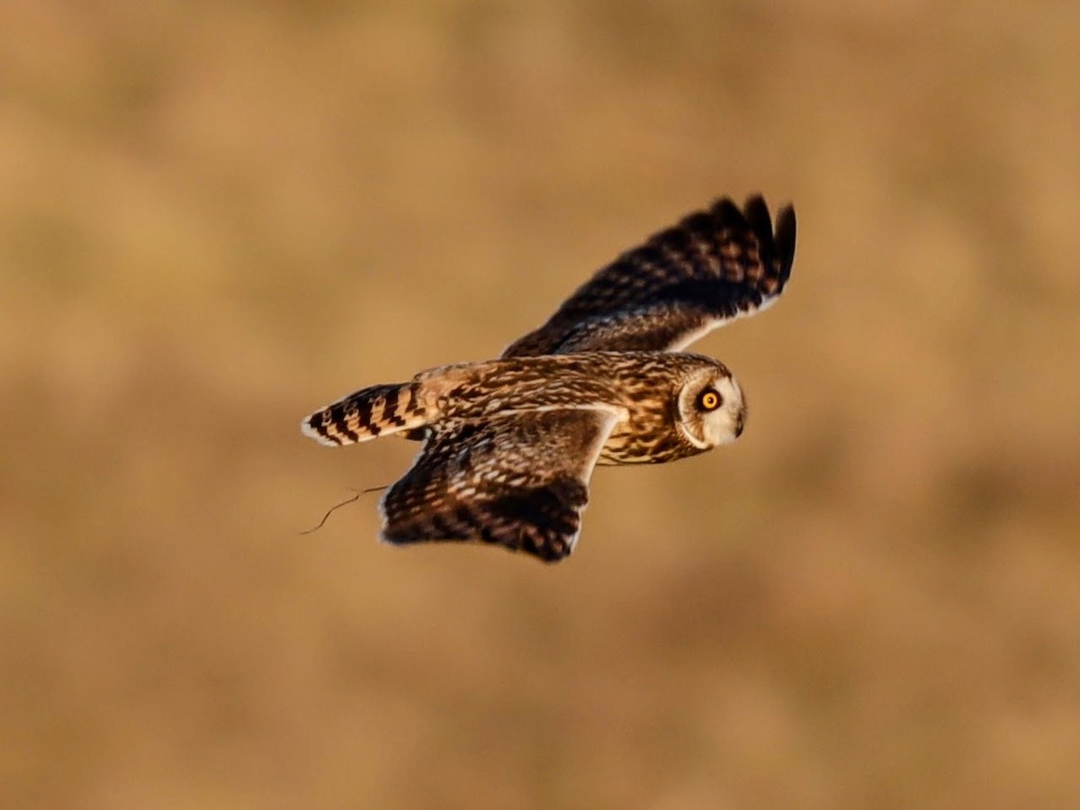 Short-eared Owl - ML612703726