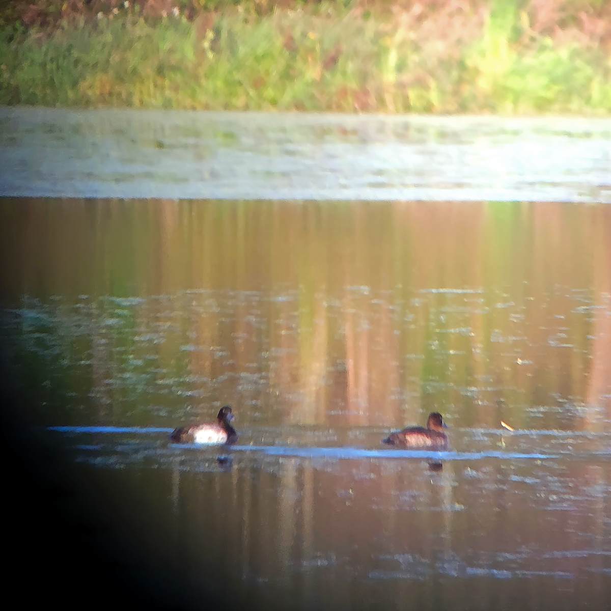 Greater Scaup - ML612704162