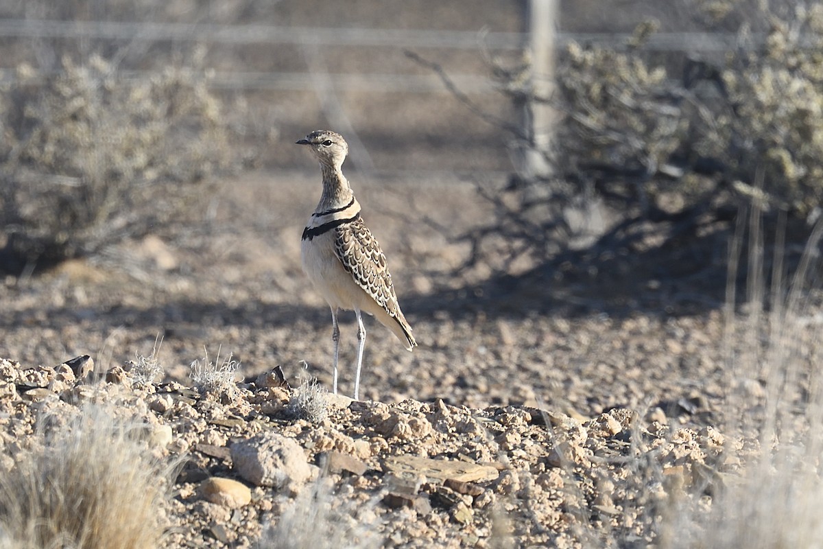 Double-banded Courser - ML612704205