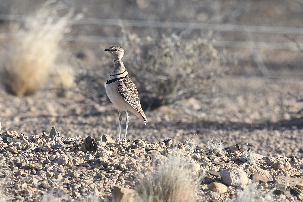 Double-banded Courser - ML612704206