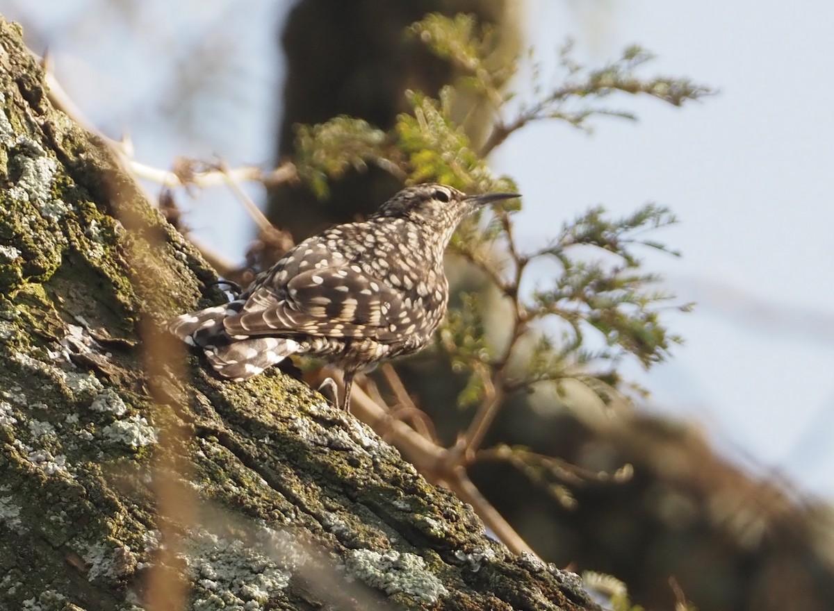 African Spotted Creeper - ML612704212