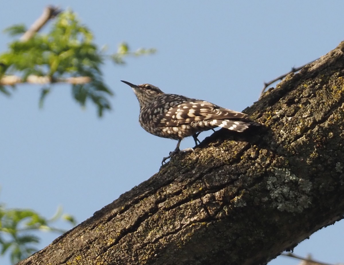 African Spotted Creeper - ML612704224