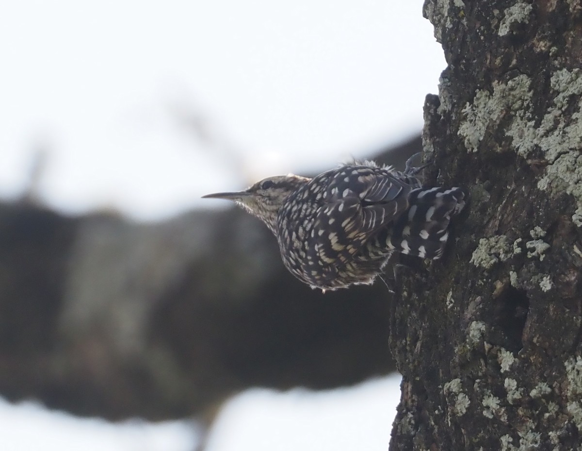 African Spotted Creeper - ML612704246