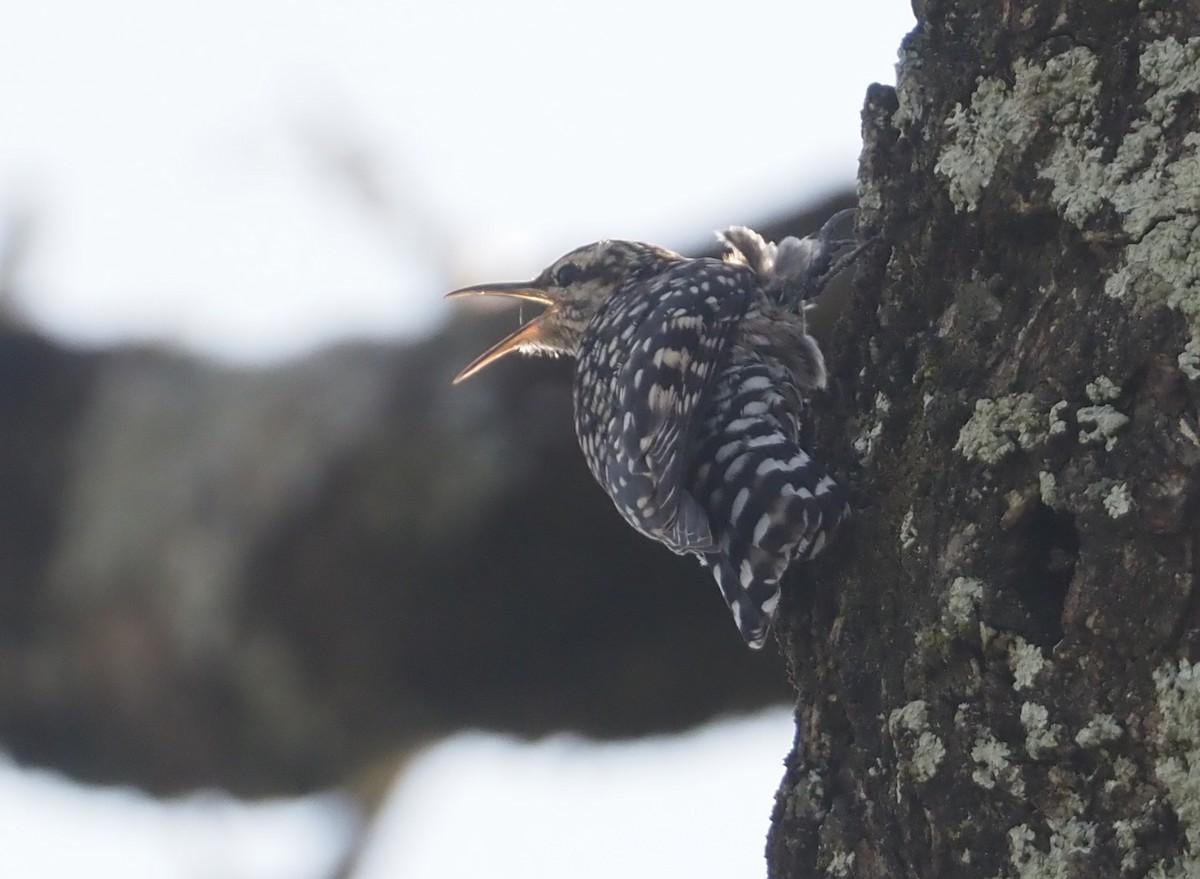 African Spotted Creeper - ML612704258