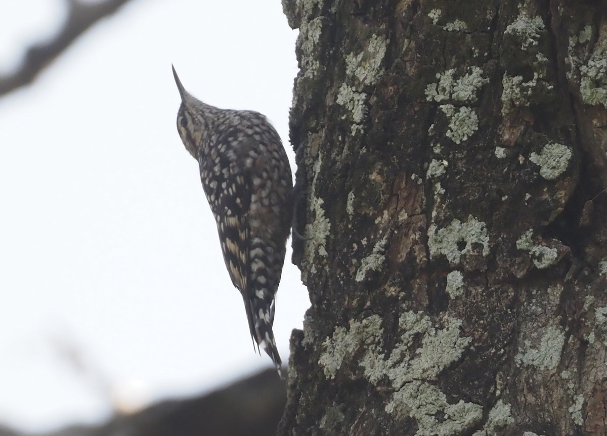 African Spotted Creeper - ML612704269