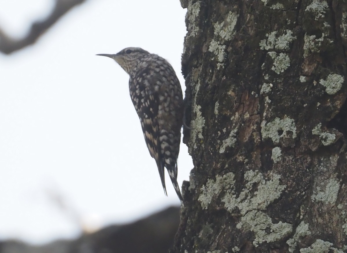 African Spotted Creeper - ML612704282
