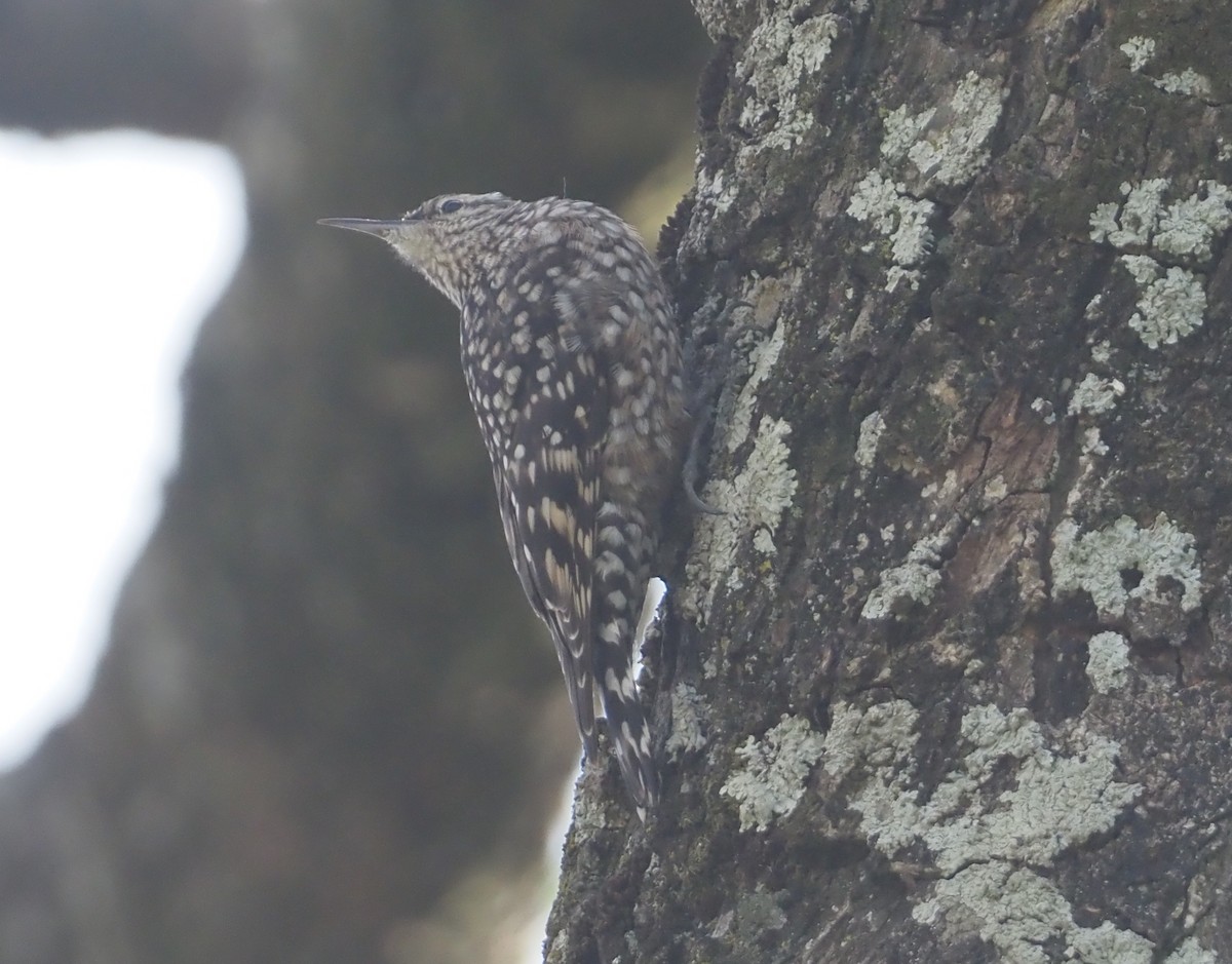 African Spotted Creeper - ML612704294