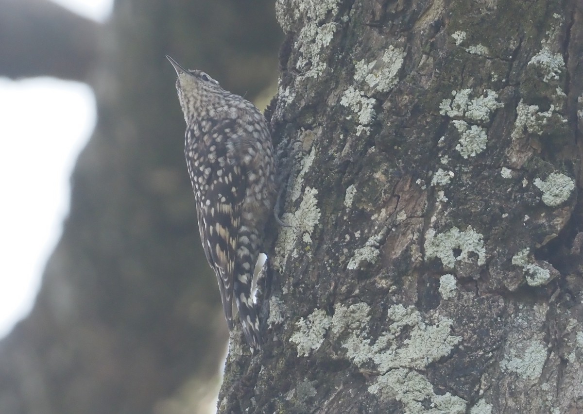 African Spotted Creeper - ML612704298