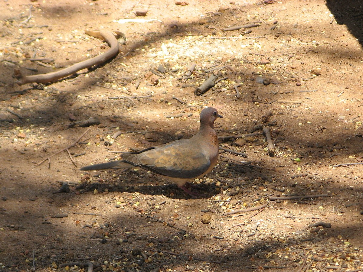 Laughing Dove - ML61270461