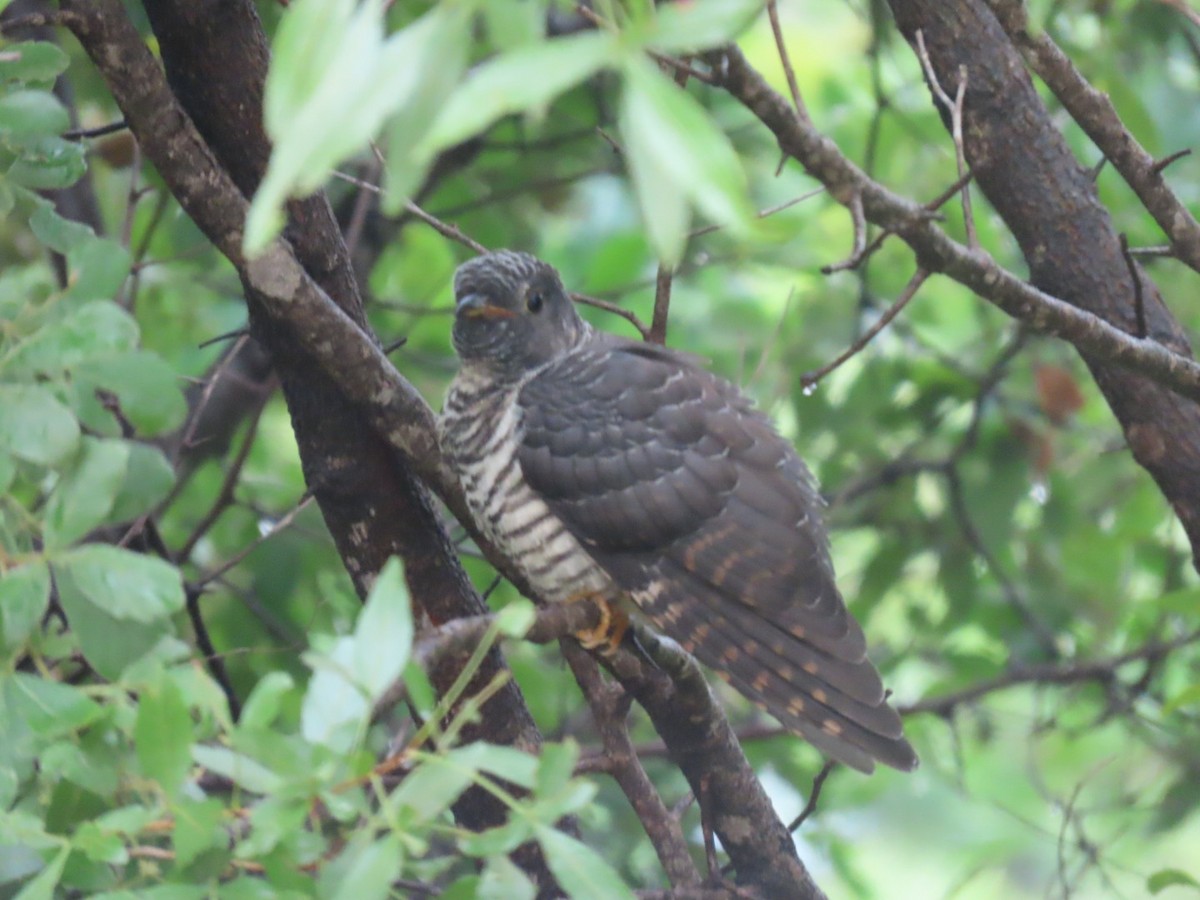 Red-chested Cuckoo - ML612704718