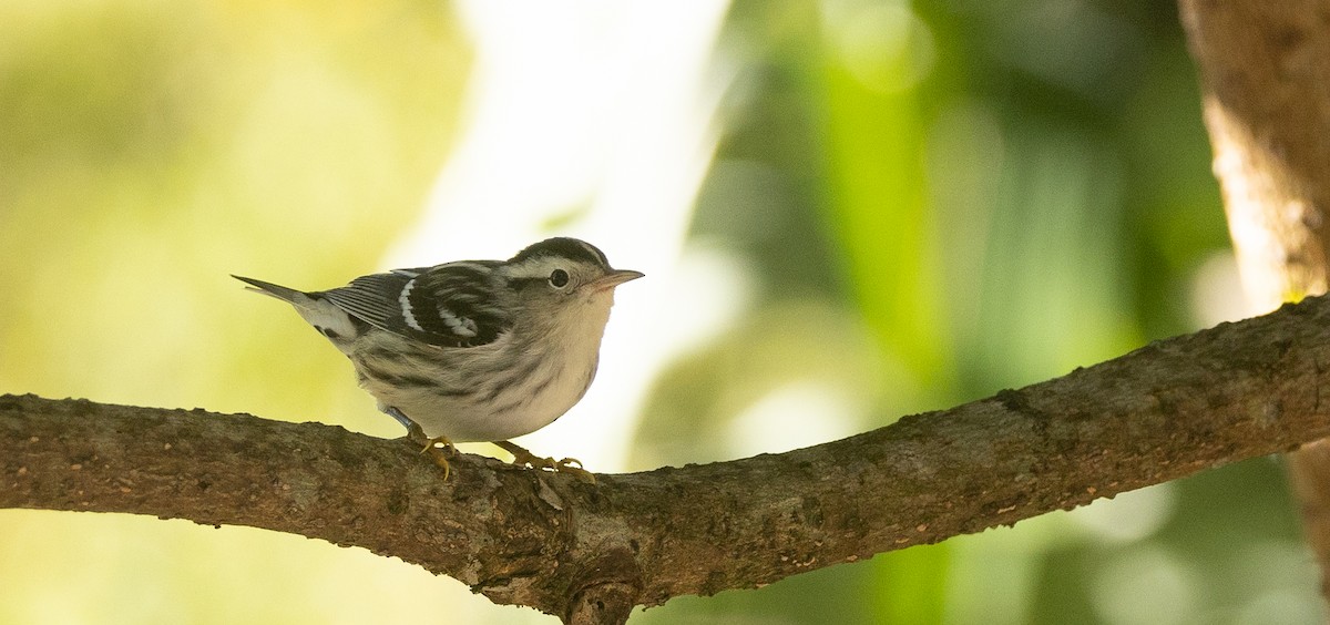 Black-and-white Warbler - ML612704743