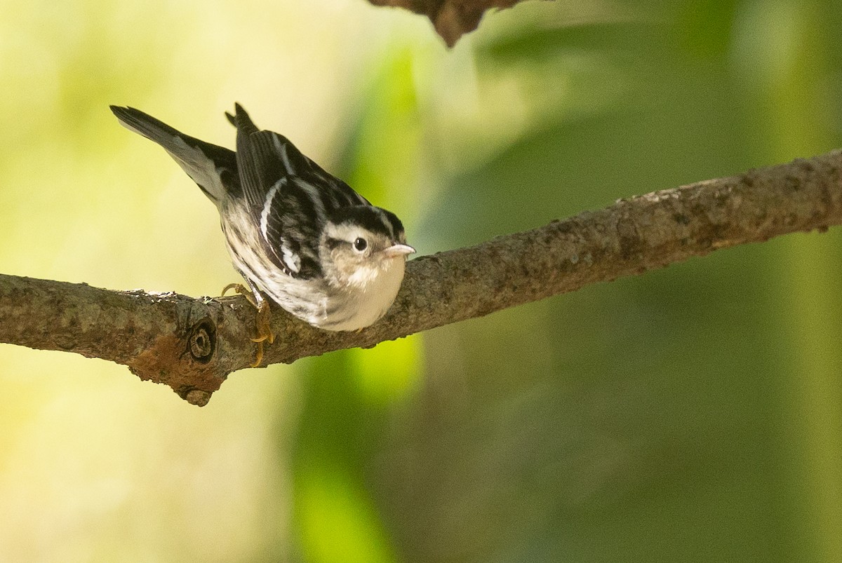 Black-and-white Warbler - ML612704744