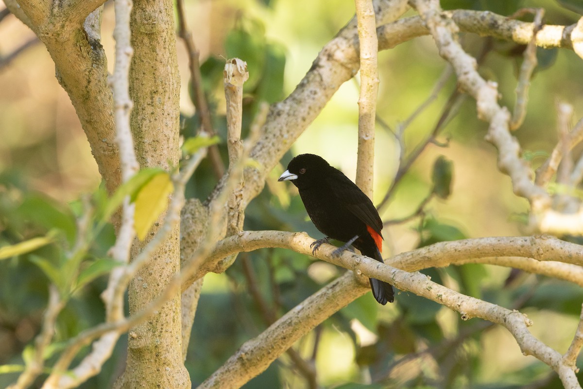 Scarlet-rumped Tanager - ML612704793