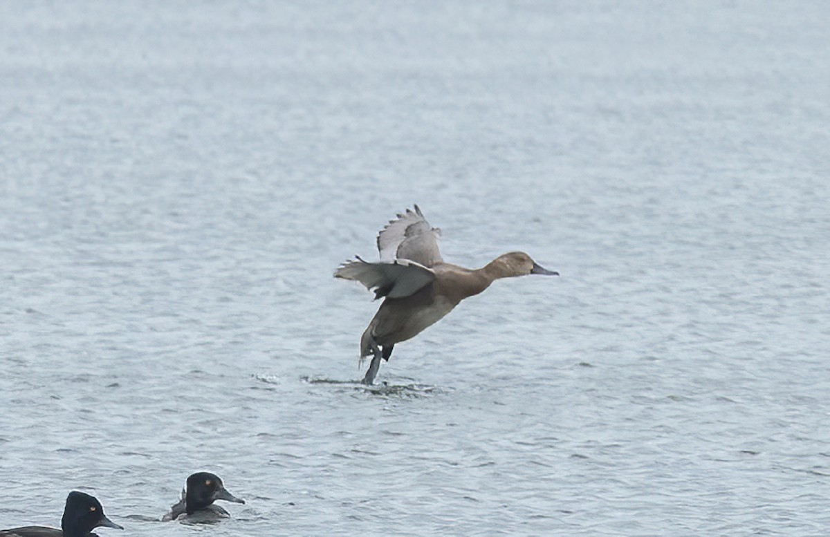 eBird Checklist 28 Jul 2023 BaieduFebvre (station d'épuration