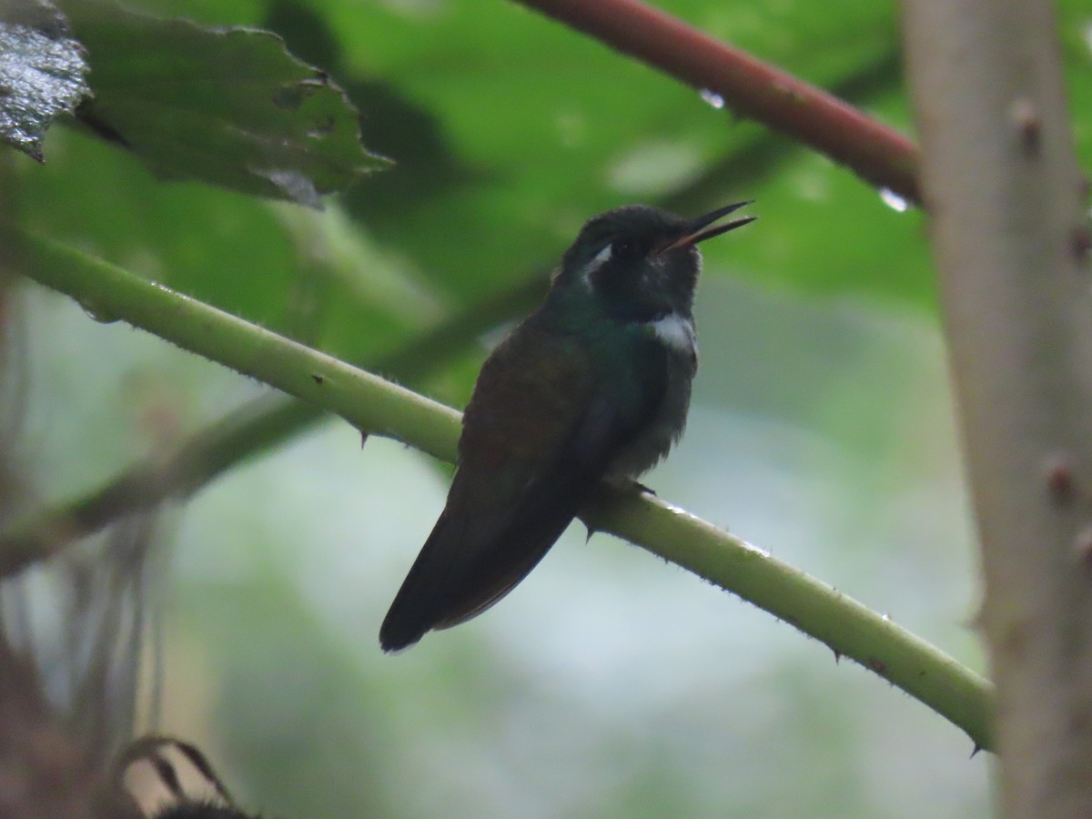 kolibřík klínozobý - ML612705027