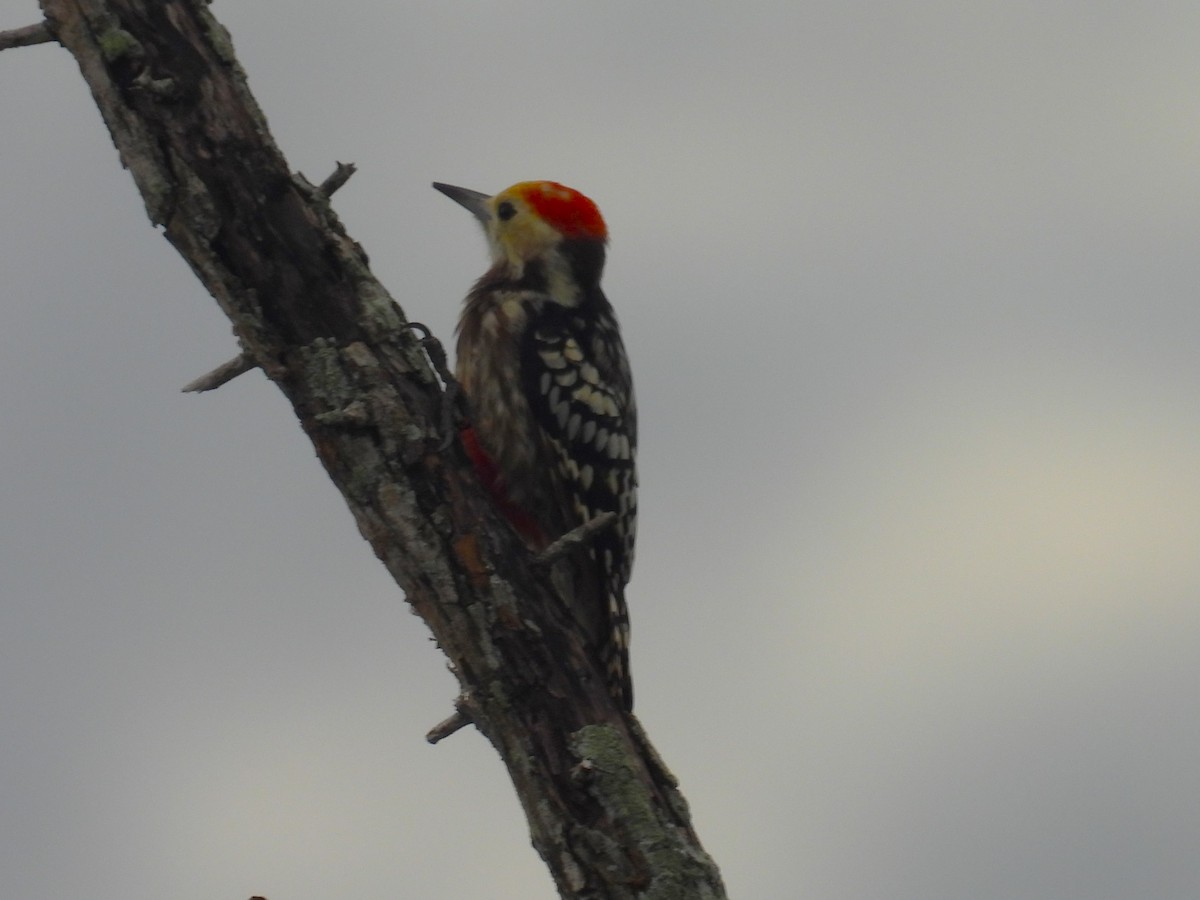 Yellow-crowned Woodpecker - ML612705053