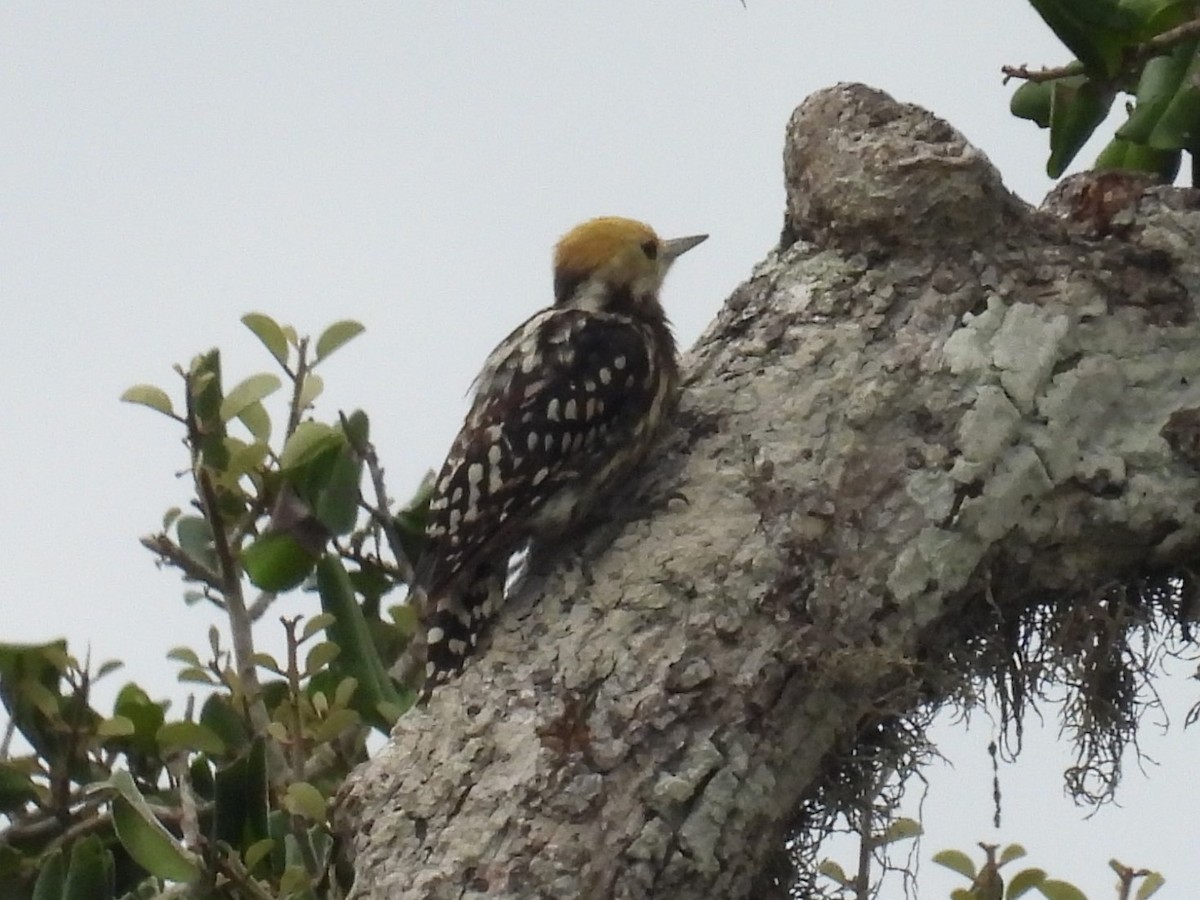 Yellow-crowned Woodpecker - ML612705057