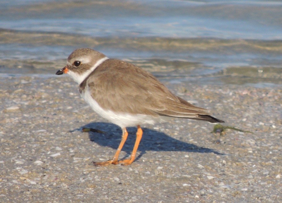 Semipalmated Plover - ML612705503