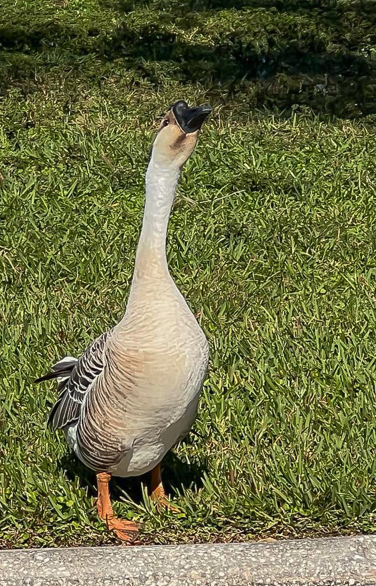 eBird Checklist 15 Dec 2023 Lake Morton 4 species