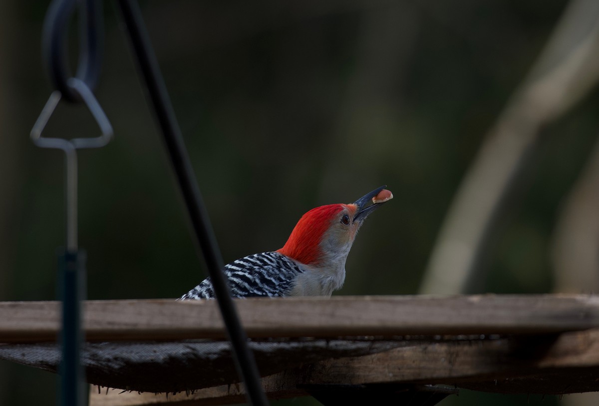 Red-bellied Woodpecker - ML612705628