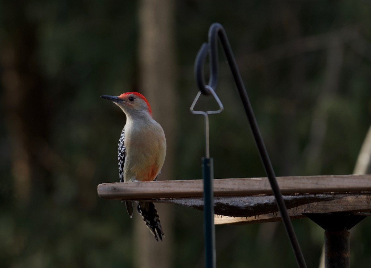 Red-bellied Woodpecker - ML612705634