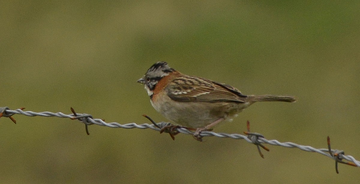Rufous-collared Sparrow - ML612706181
