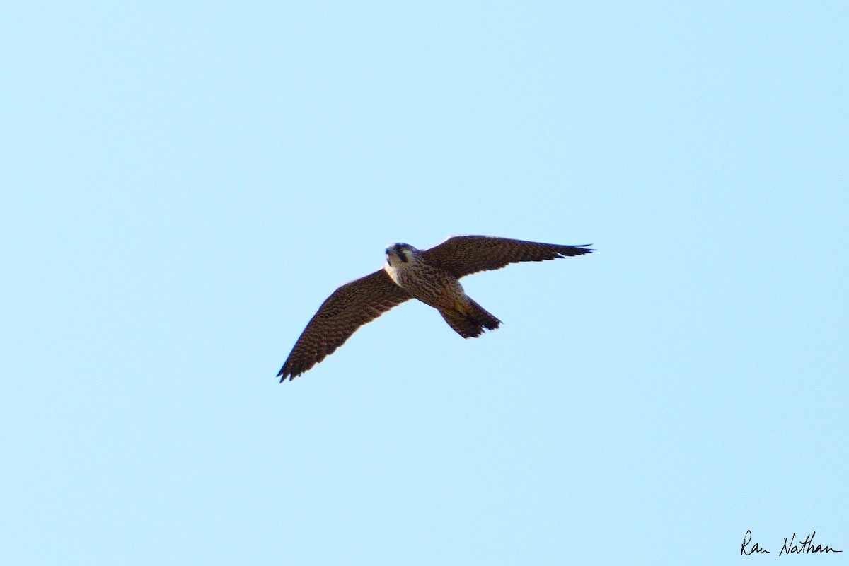 Peregrine Falcon (Mediterranean) - ML612706402