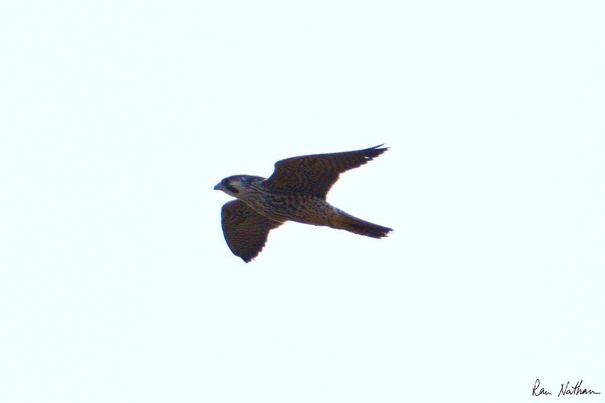 Peregrine Falcon (Mediterranean) - ML612706405