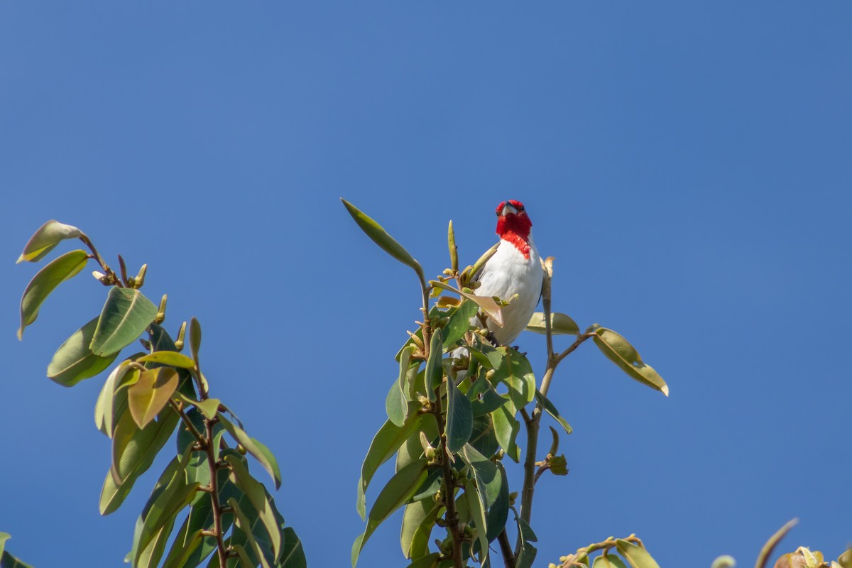 Red-cowled Cardinal - ML612706412