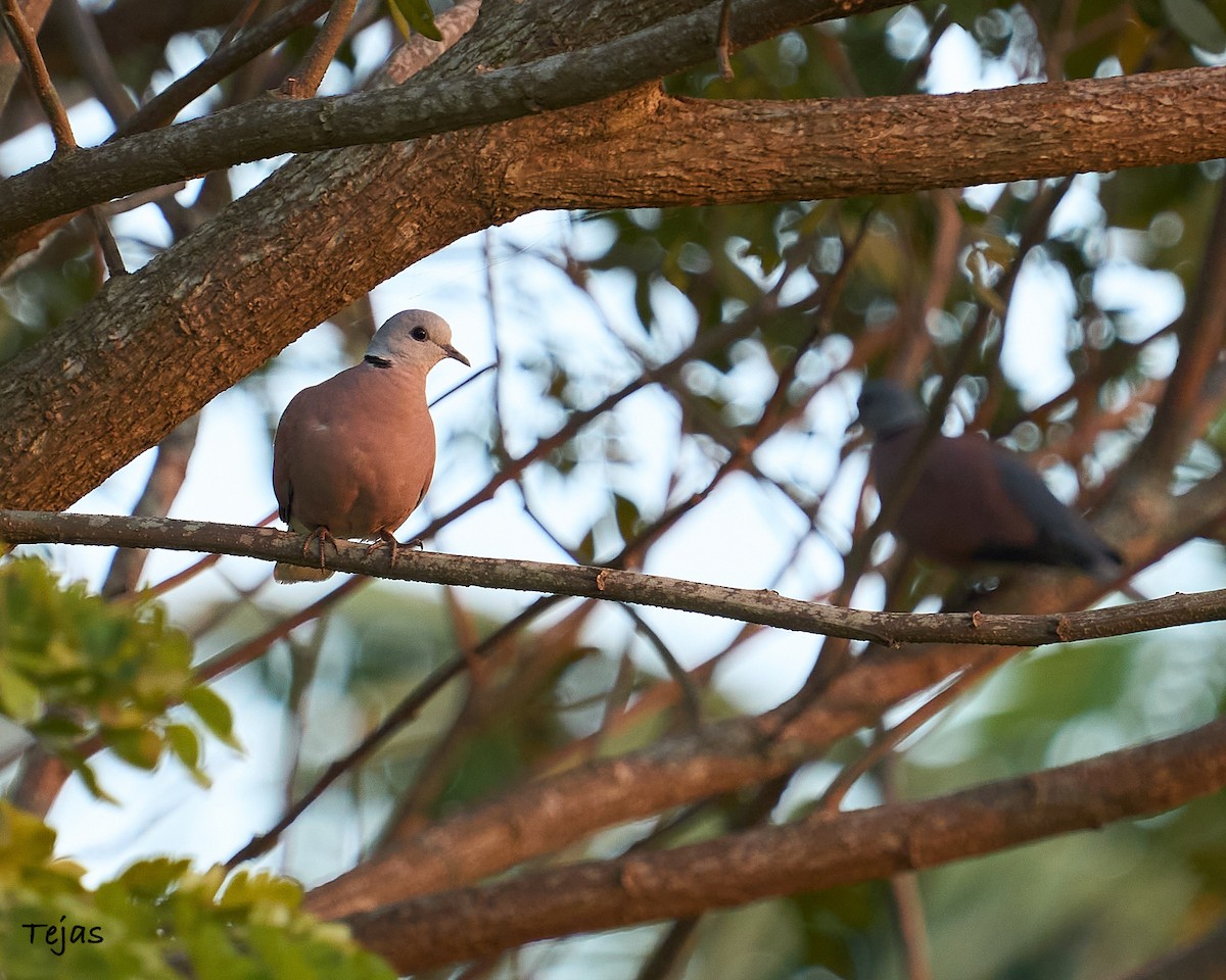 Red Collared-Dove - ML612706470