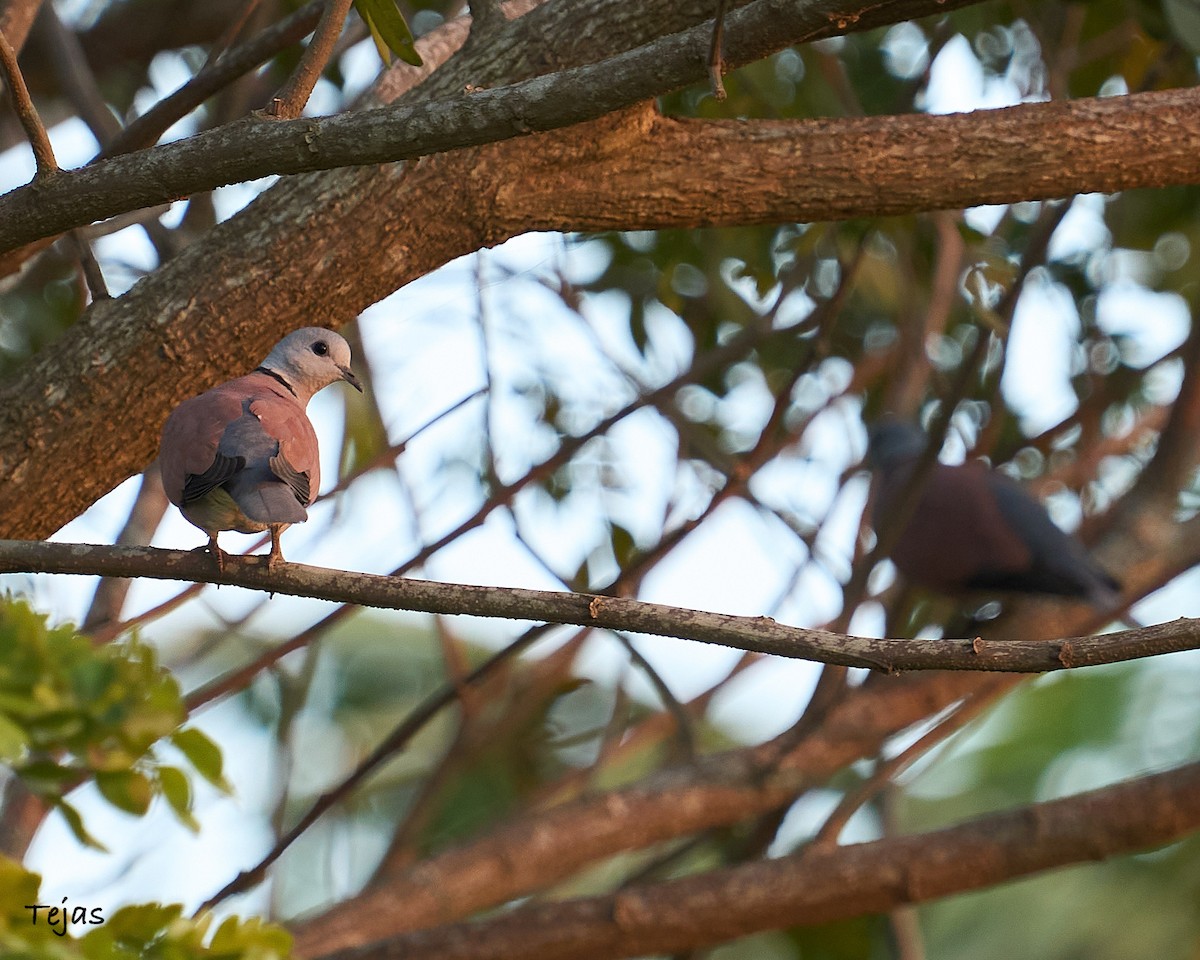 Red Collared-Dove - ML612706472